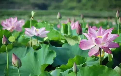 寻求水生植物