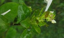 献给你一片芬芳