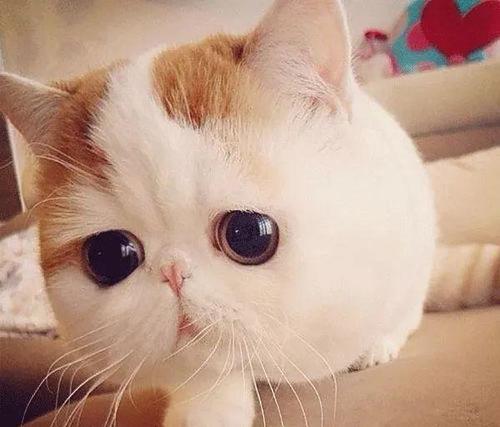 猫的传说