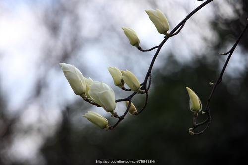 花开在门后，一路走
