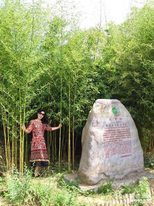 在竹林里读书后的感想