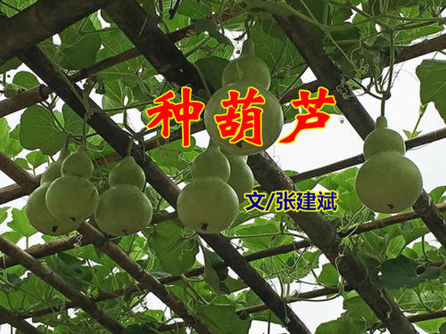 我长出来的葫芦