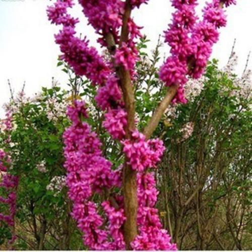 紫荆花