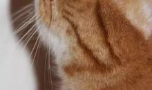 一只橘黄色的猫