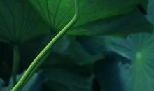 细节绽放人生美丽的花