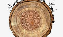 历史老树的年轮