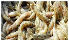 舌尖上的豆腐鱼