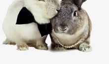 我的动物朋友兔子