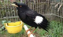 我渴望当一只小鸟