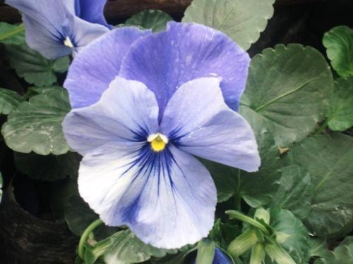 美丽的虹膜