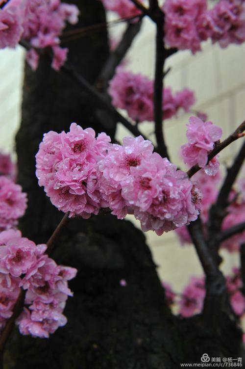 等待风来，听花