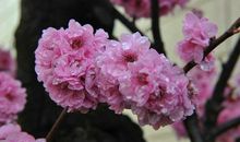 等风来，听花开