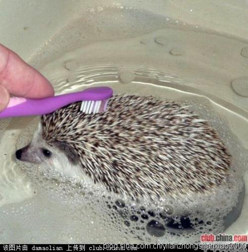 我们的小刺猬