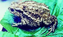 容易分心的癞蛤蟆