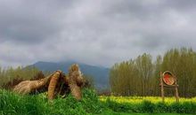 千朵万朵油菜花