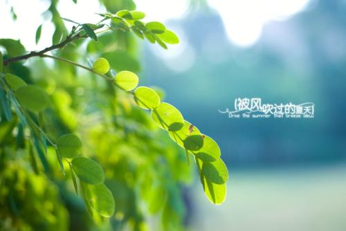 夏天刮风