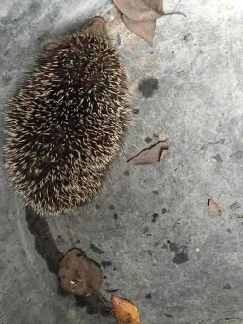 刺猬释放