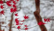 最美的姿态是绽放