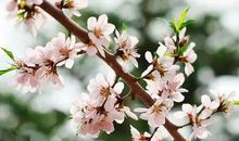 与春的一场相遇