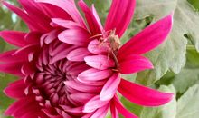 菊花飘香的时节