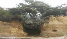 生命顽强的大树