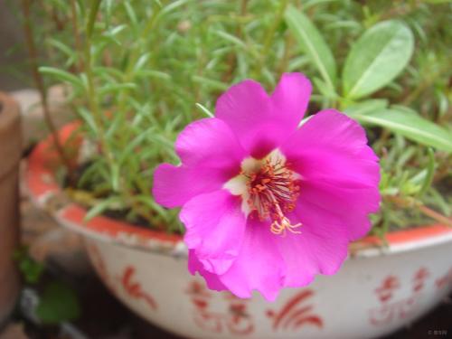 花的生命，花的固执