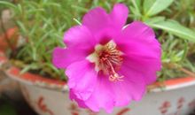 花之生命，花之顽强