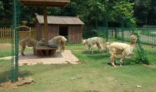 “生态”动物园