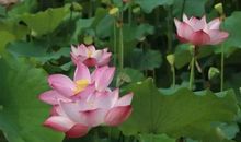 我发现生活是一幅多彩的画卷