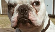 一条小狗的自述