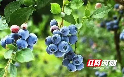 采摘蓝色李子趣闻