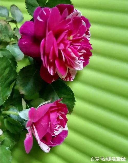 欢乐的芬芳