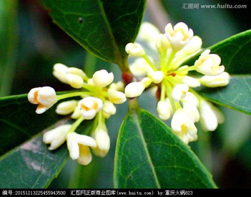 月桂花