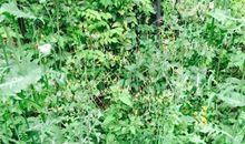 欲无杂草，必须先种上庄稼