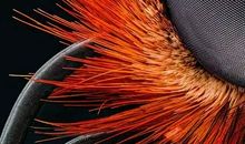 奇妙的微观世界