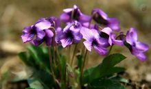 美丽的园丁——我们亲爱的班主任李老师