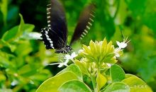 总有一种等待让我难忘