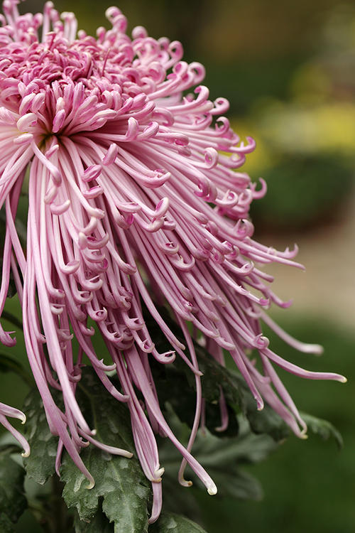 南苑菊花