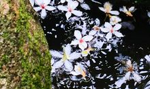 落花？梦里？东逝水