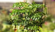 沉甸甸的小树苗