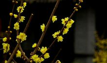 蜡梅飘香