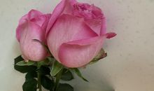 感恩的花开在理解的路上