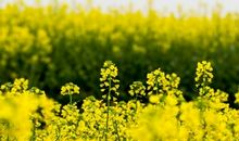 油菜花赋