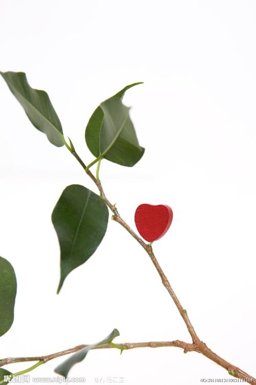 小树苗