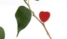 长不大的小树苗