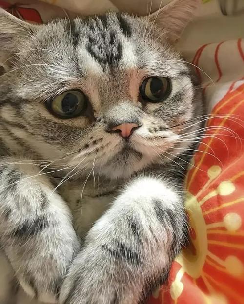 进入猫世界