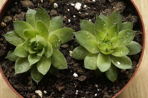 我的植物