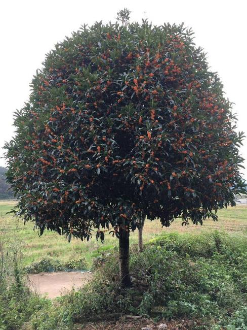 隔壁的桂花树