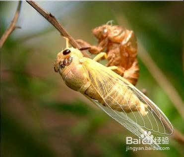 夏季蝉
