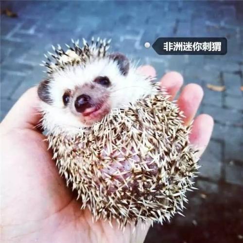 刺猬深埋时间